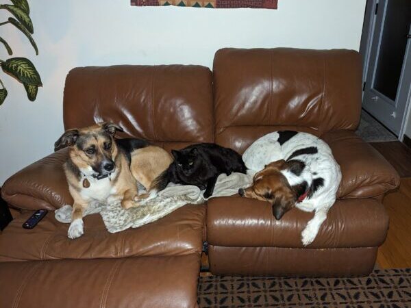 cat and dogs together