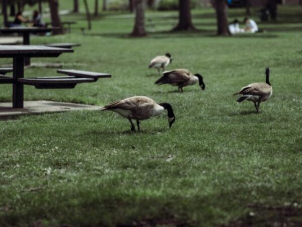 geese
