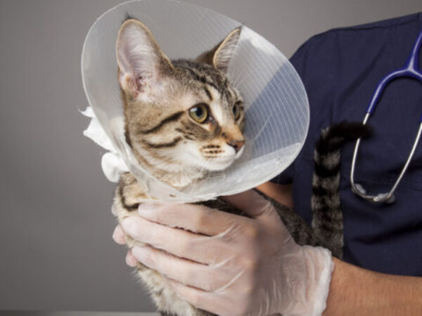 vet with cat