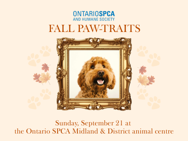 dog portrait, event details