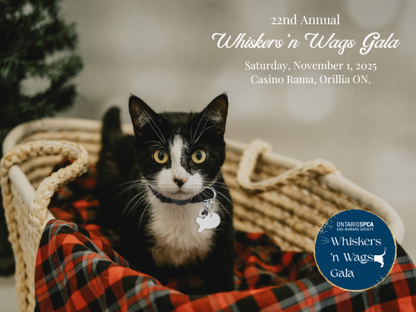 event image with kitten in basket, holiday theme