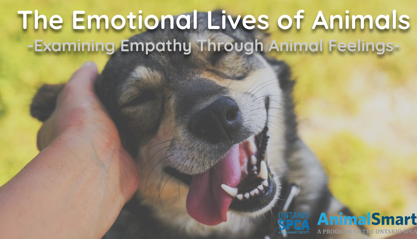 smiling dog being pet