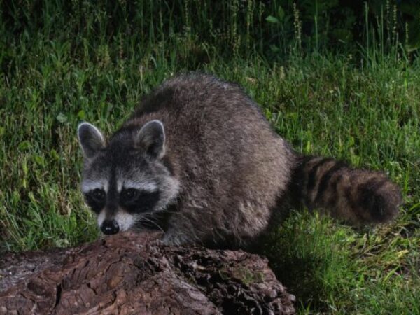 raccoon at night