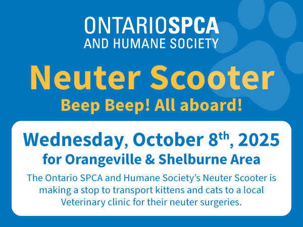 neuter scooter