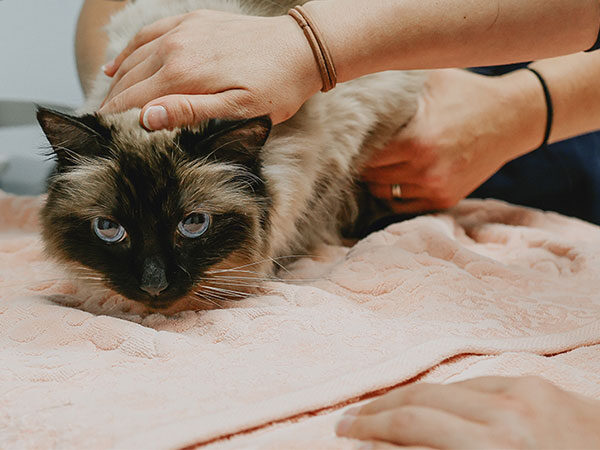 cat in clinic setting